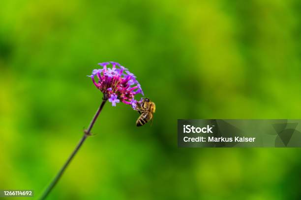Western Honeybee Stock Photo - Download Image Now - Animal, Animals In The Wild, Bee