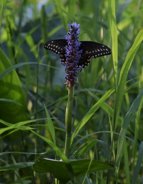 istock Butterfly on Flower Playing Hide and Seek 1266119778