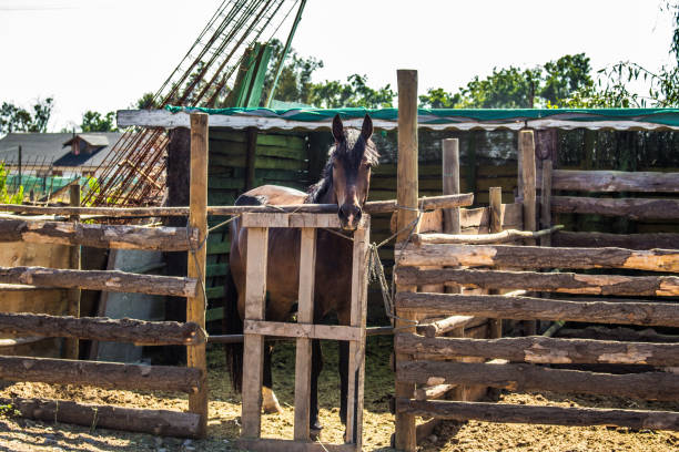 istock Horse in a Horse Stable 02 1266120608