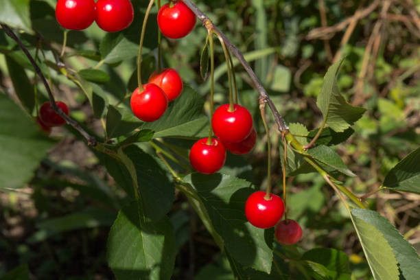 istock Sweet cherry fruits hanging on the branch. Cherry tree. Selective focus. 1266121202