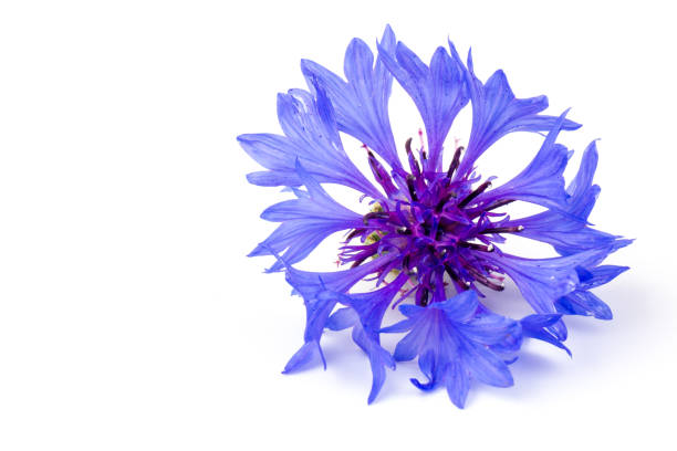 istock Blue cornflowers, summer flowers on white background, floral background, beautiful small cornflowers close up 1266121220