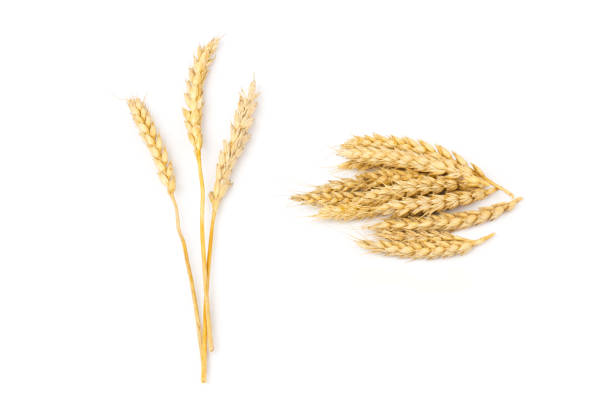 istock Spikelets of golden wheat,  isolated on white background 1266121775