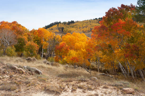 istock Colorful autumn aspen trees 1266122287