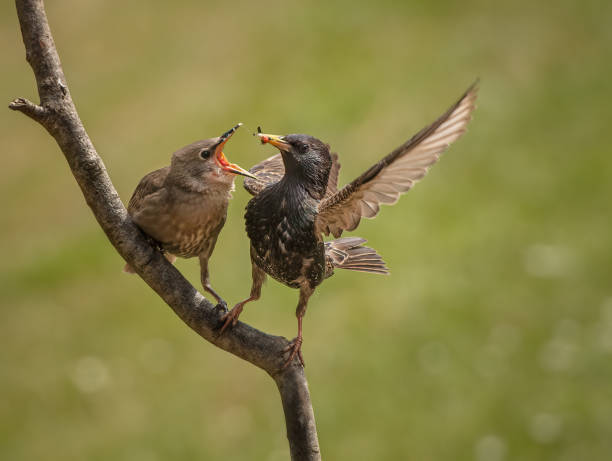 istock Young starling being fed by parent 1266122520