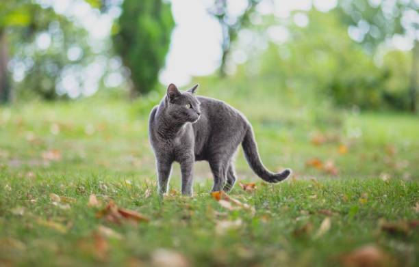 istock Gray Russian blue Cat  wandering outdoors in nature 1266123165