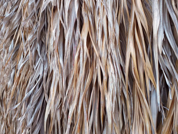 Dry old palm leaves, background texture. Dry palm tree in tropical construction. Dry old palm leaves, background texture. Dry palm tree in tropical construction. raffia stock pictures, royalty-free photos & images