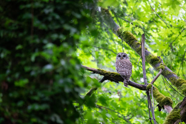 istock Barred Owl Adult 1266124962