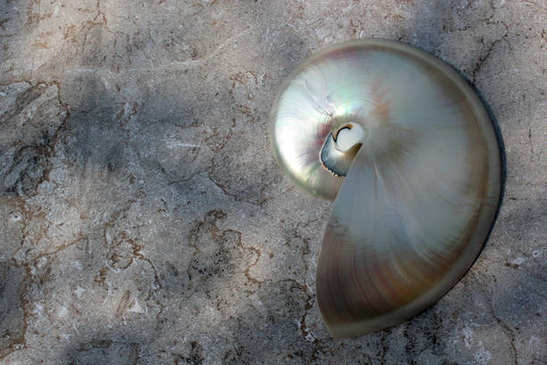 istock Nautilus shell with copy space concrete stone background cross section symmetry Fibonacci spiral sequence 1266125840