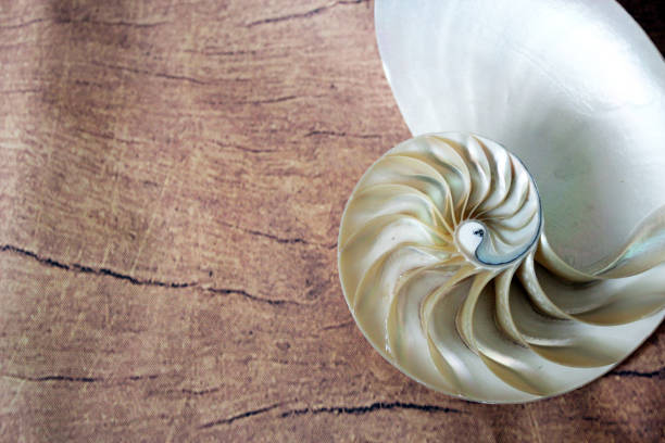 close-up of nautilus shell section