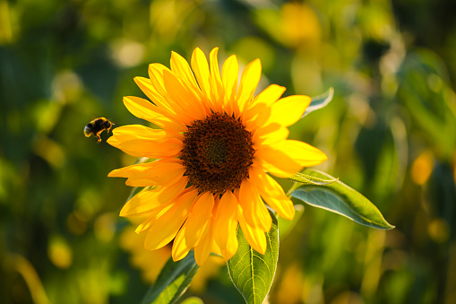 Bee approaching sunflower, natural