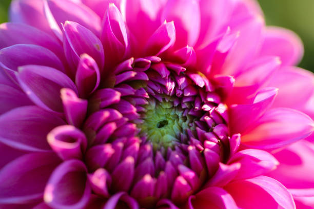 istock pink Dahlia on field, macro 1266127198