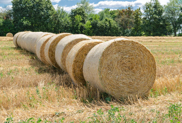 istock straw in bales, harvesting grain, agricultural work 1266127605