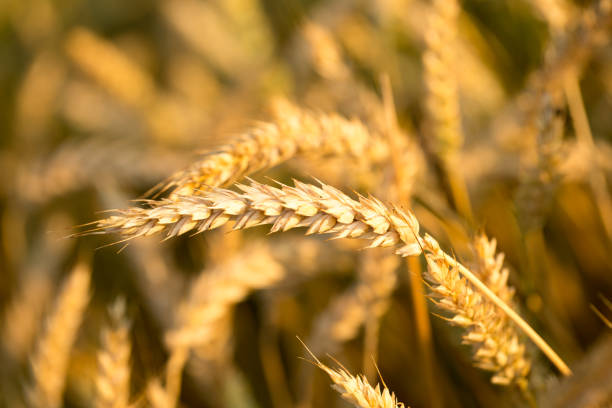 istock Wheat field with golden ears 1266127717