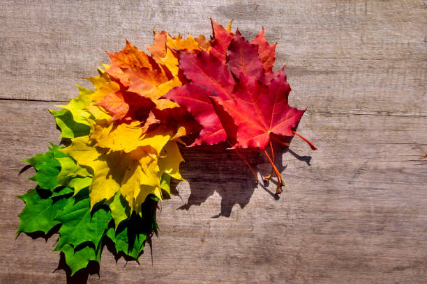 concept de transition et de variation des feuilles d’érable d’automne pour l’automne et le changement de saison - leaves changing photos et images de collection