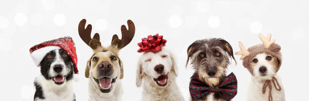 bannière cinq chiens célébrant des vacances de noël portant un chapeau rouge de père noël, des bois de renne et le ruban rouge de cadeau. isolé sur fond gris - santa dog photos et images de collection