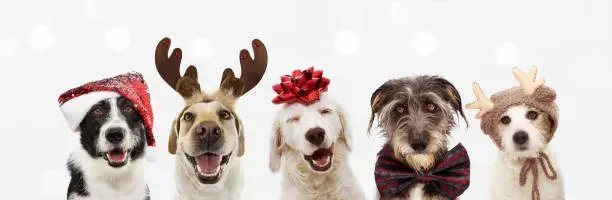 Photo of Banner five dogs celebrating christmas holidays wearing a red santa claus hat, reindeer antlers and red present ribbon. Isolated on gray background