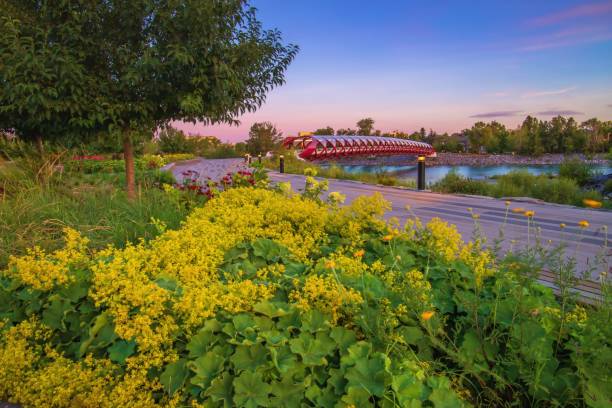 istock Flowers By The Peace Bridge Under A Sunrise Sky 1266130565