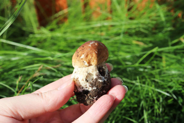 istock small edible mushroom in the hand 1266130700