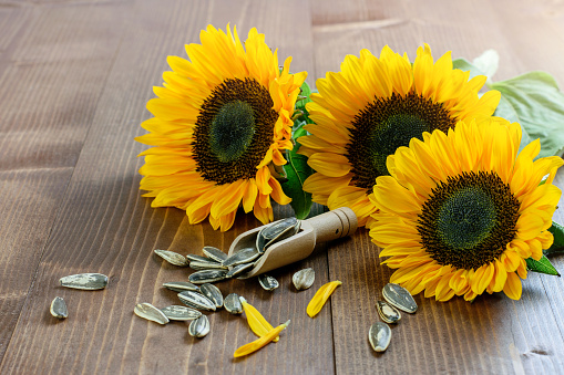 Pretty colorful sunflowers on the wooden table horizontal in sun lights. Wood spoon and sunflower seeds on the wooden background. Harvest time, thanksgiving concept.