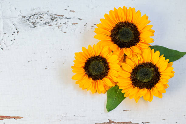 istock Sunflower bouquet on the white wooden rustic background, space for text. 1266131514