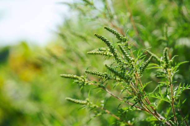 One of the most alergic plants.