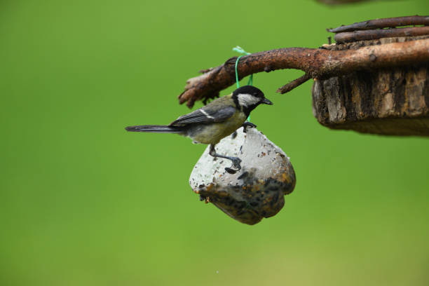 Great titmouse hanging and eating on  tallow ball with seeds Great Tit with sunflower in beak sitting on a branch in the garden parus palustris stock pictures, royalty-free photos & images