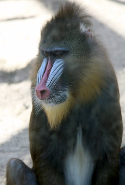 istock Beautiful mandrill portrait closeup - baboon monkey with colorful face 1266133866