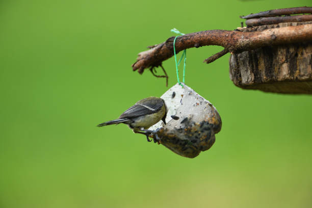 Great titmouse hanging and eating on  tallow ball with seeds Great Tit with sunflower in beak sitting on a branch in the garden parus palustris stock pictures, royalty-free photos & images