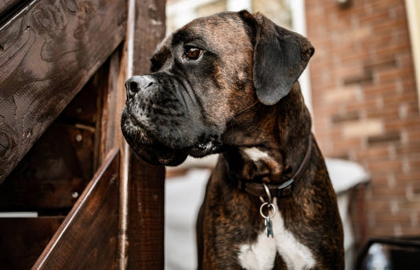 istock Boxer dog portrait outdoor 1266134963