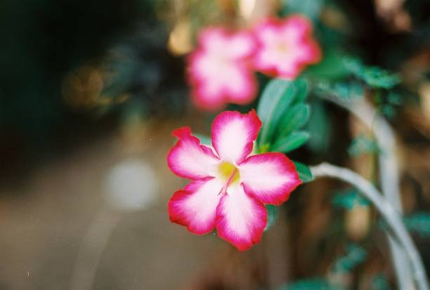istock Flower on film 1266134972