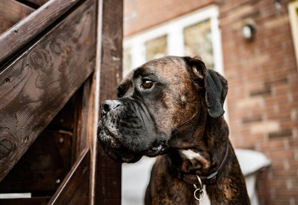 istock Boxer dog portrait outdoor 1266134974