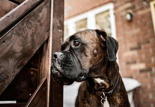 Close up of brindle boxer dog outdoors.