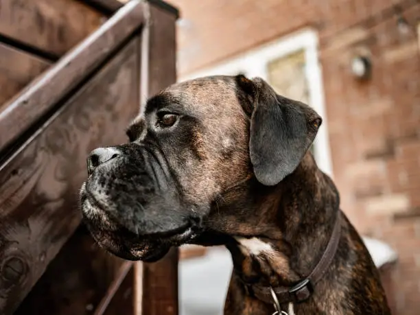 Close up of brindle boxer dog outdoors.