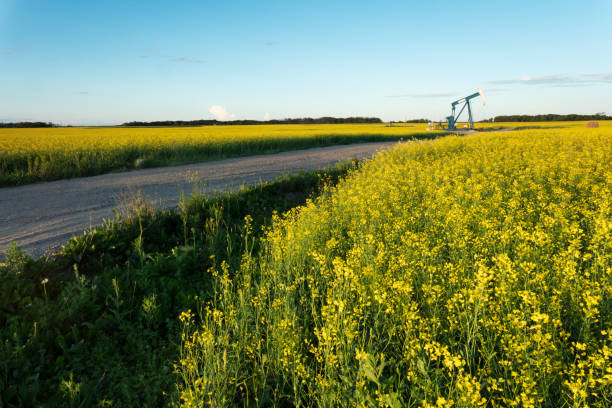 prairie oil pump jacks canada usa - manitoba canada prairie canola foto e immagini stock