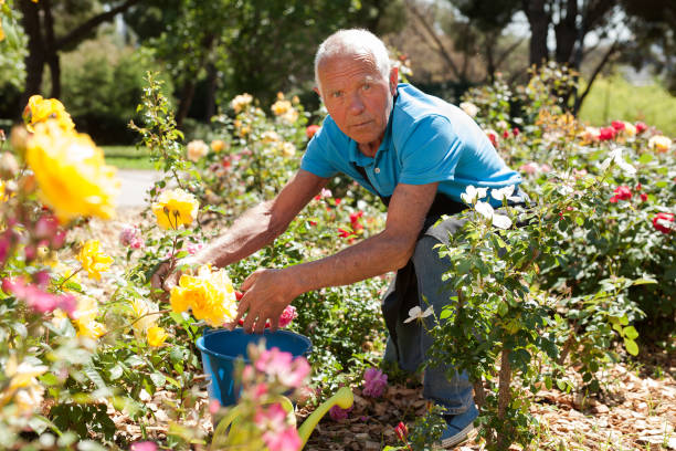 istock Man cutting with scissors roses bushes 1266136453