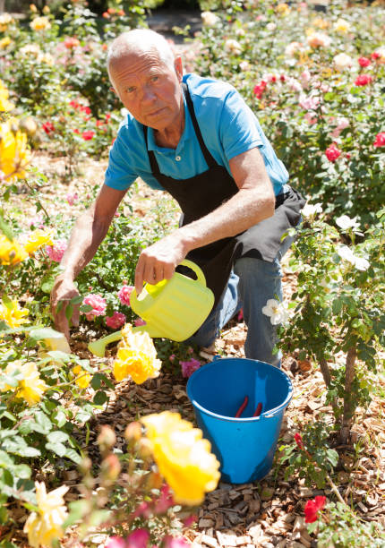 istock Male taking care and watering roses 1266136456