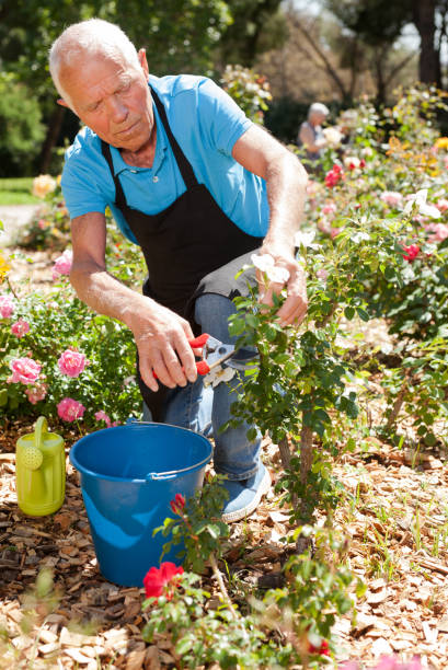 istock Man cutting back shoots of rose bushes 1266136457