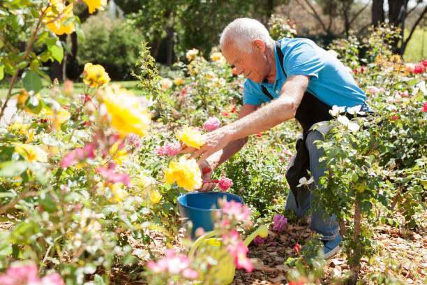 istock Male cutting branches of blooming roses 1266136459
