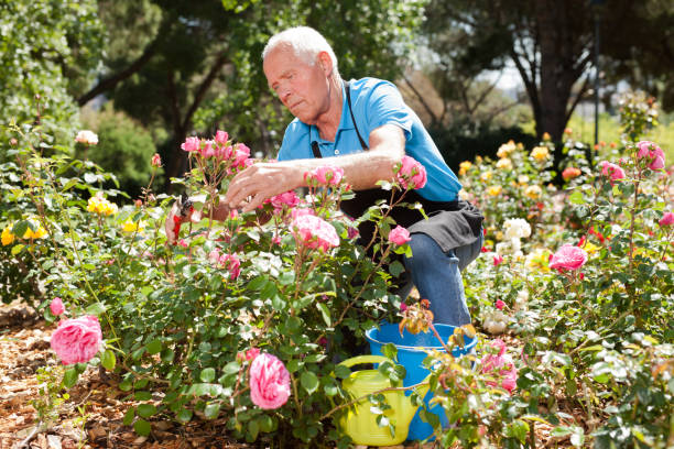 istock Man cutting back shoots of rose bushes 1266136460