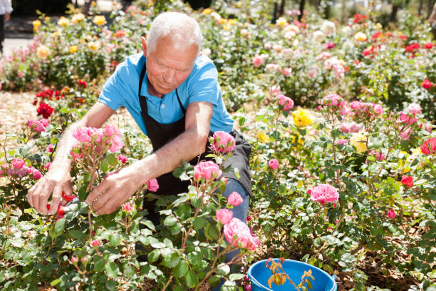 istock Male cutting branches of blooming roses 1266136461