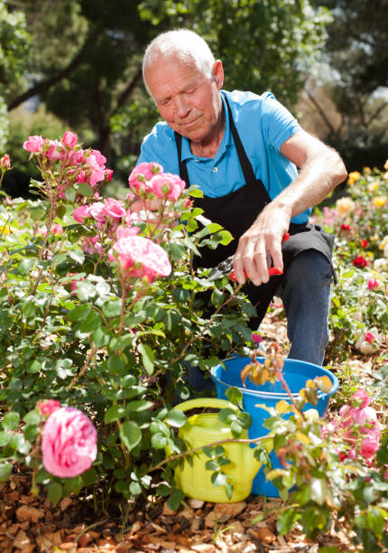 istock Man cutting back shoots of rose bushes 1266136462