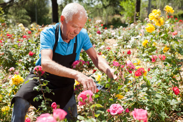 istock Man cutting with scissors roses bushes 1266136467