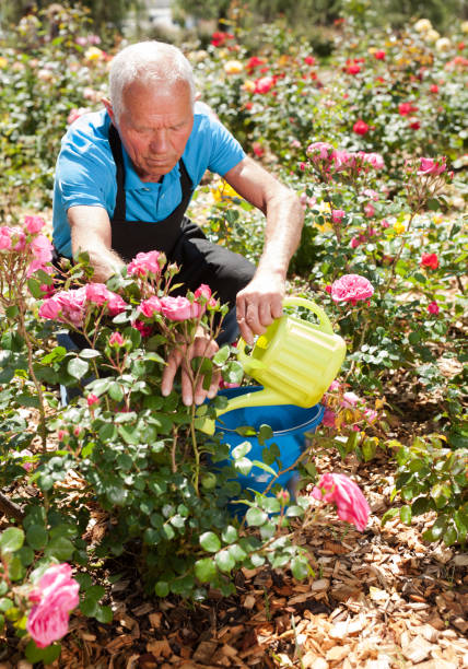 istock Male taking care and watering roses 1266136469