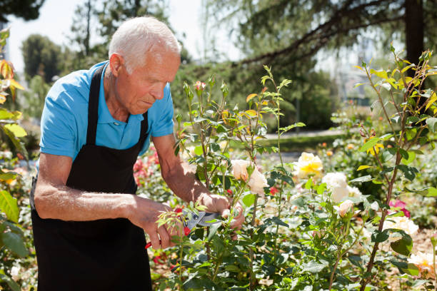 istock Man cutting back shoots of rose bushes 1266136471
