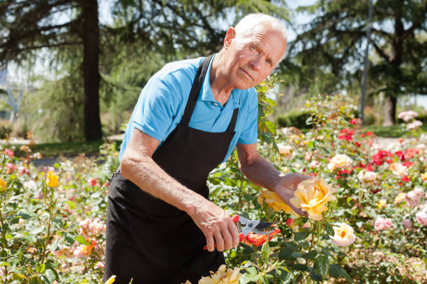 istock Male cutting branches of blooming roses 1266136473