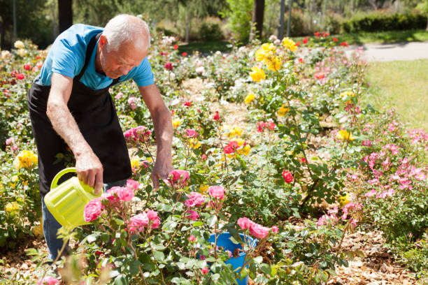 istock Man watering roses at flower bed 1266136476