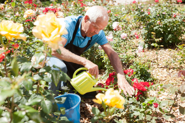 istock Man watering roses at flower bed 1266136477