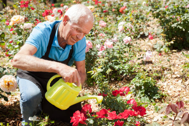 istock Male taking care and watering roses 1266136478