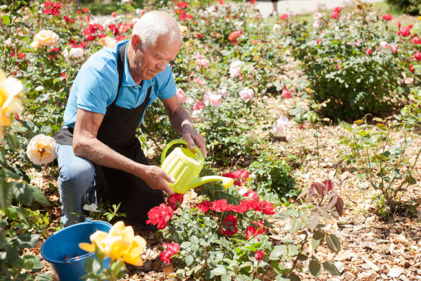 istock Male taking care and watering roses 1266136479