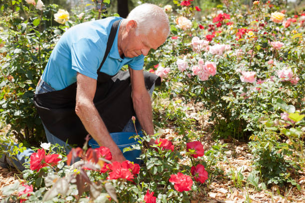 istock Man cutting with scissors roses bushes 1266136481